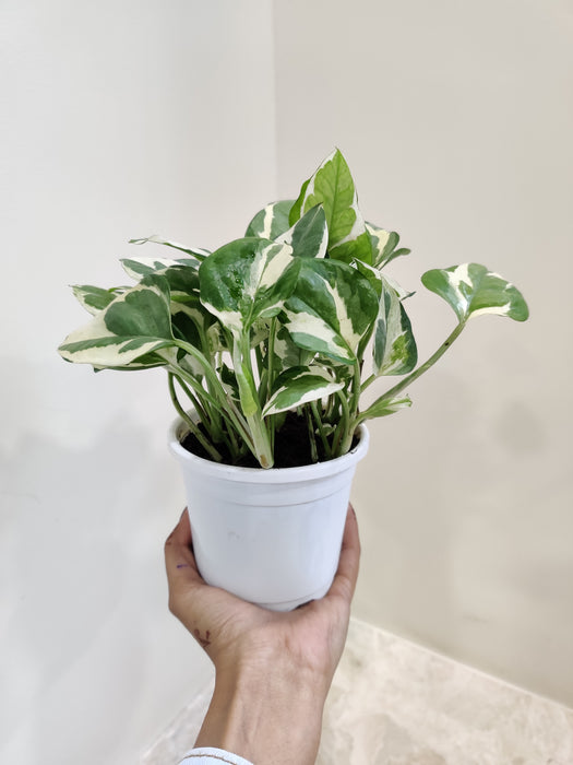Decorative Money Plant N' Joy in Compact Size