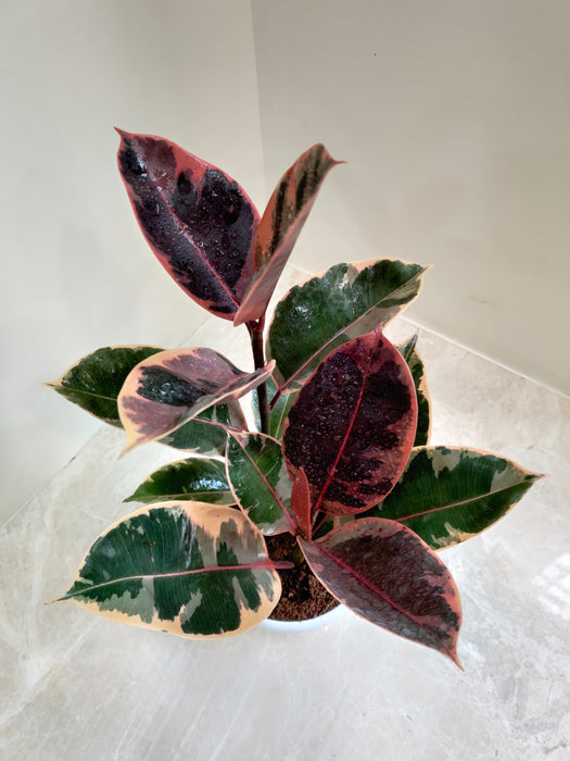 Potted Variegated Rubber Plant Indoor