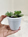 Healthy-Portulaca-Molokiniensis-succulent-indoor-plant