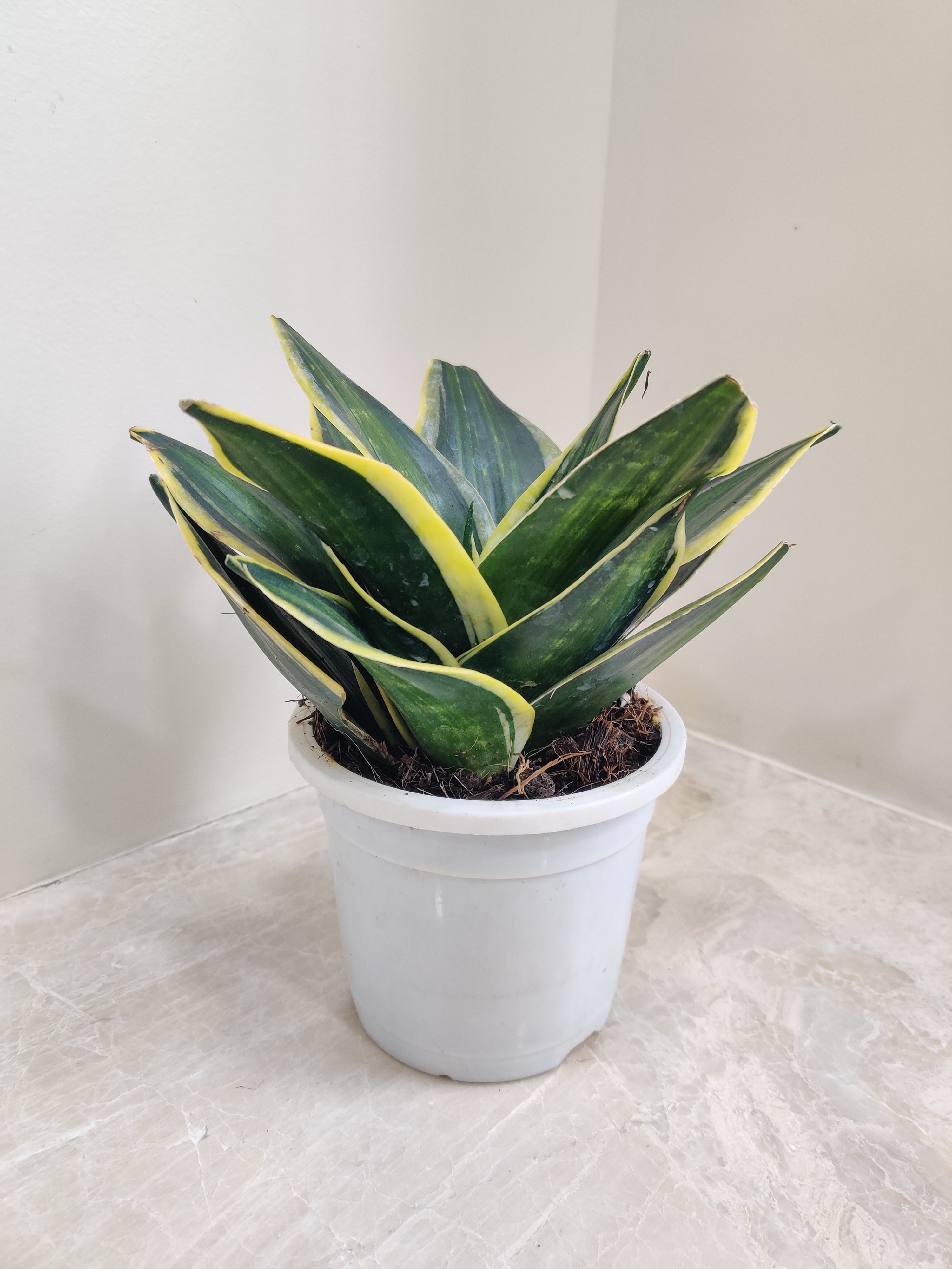 sansevieria stars and stripes Sansevieria (Snake Plant) Stars and Stripes Big
