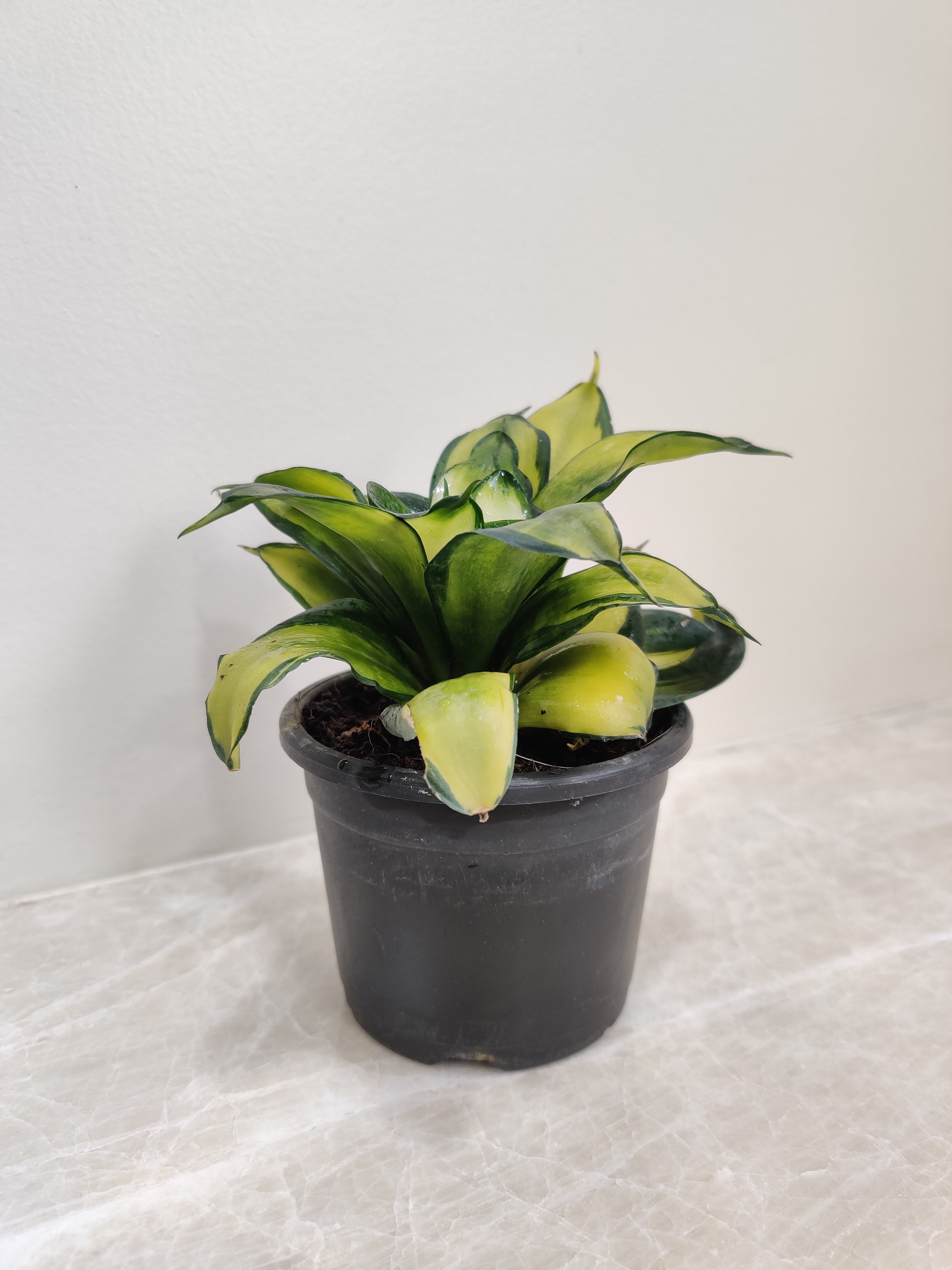 Buy Silver Streak Snake Plant Online at Best Price