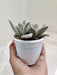 Kalanchoe-tomentosa-Hairy Harry-plant-indoor-succulent