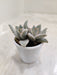 Hairy Harry-plant-Kalanchoe-tomentosa-lush-green-succulent