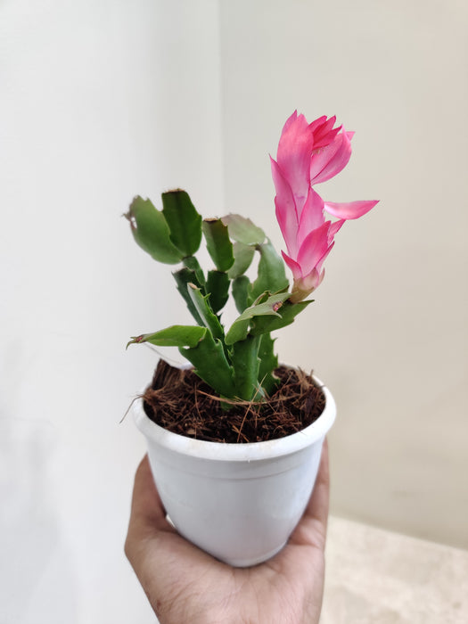 8.5 cm Pot Pink Christmas Cactus indoor plants