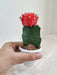 Petite Red Moon Cactus Indoor Ornament