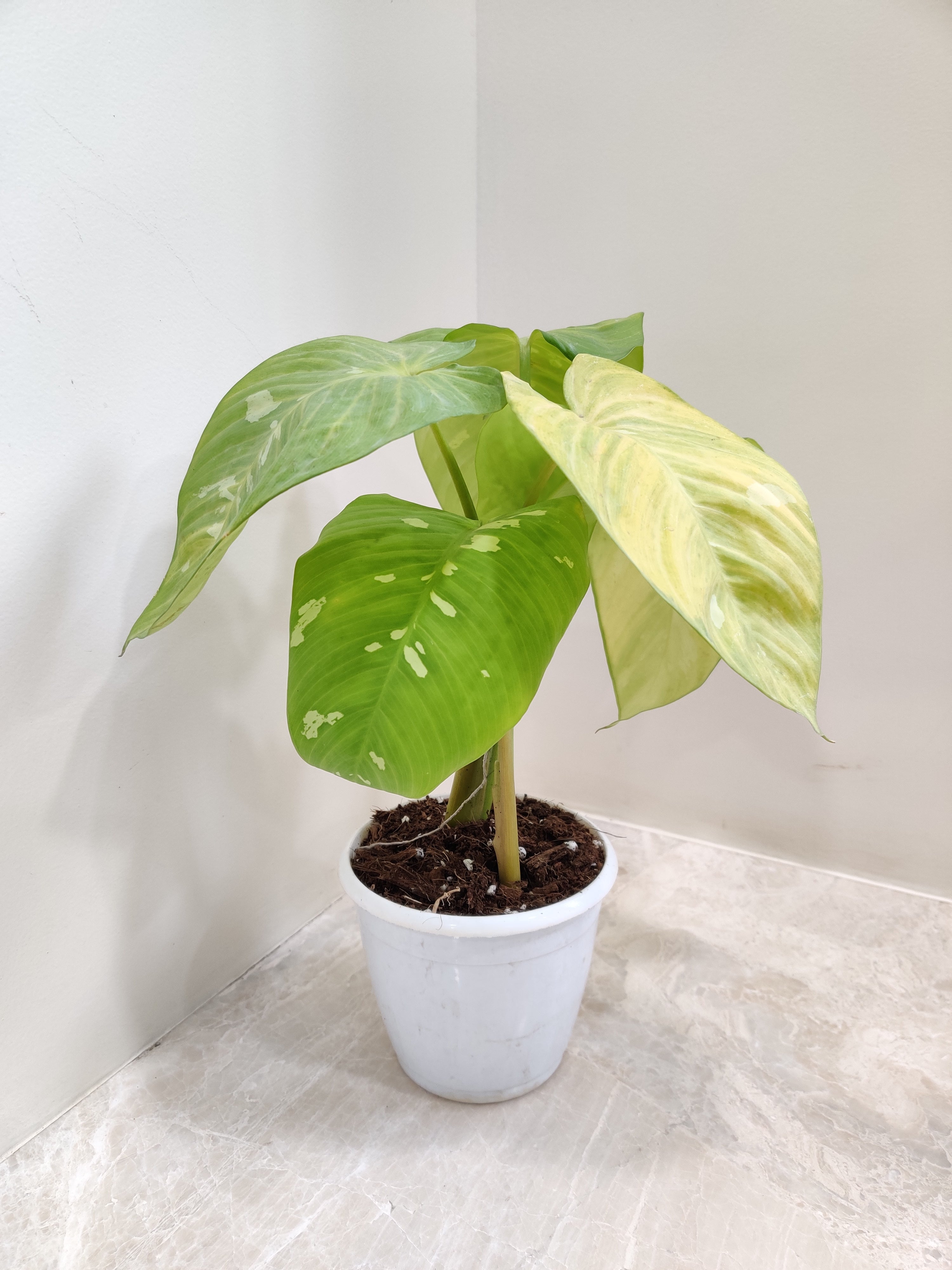Philodendron Pastazanum Silver Plant with Pot Online India –  ChhajedGarden.com
