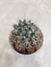 Non-Grafted Erythra Cactus 8cm