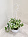 Indoor Air-purifying Money Plant N' Joy in a stylish hanger