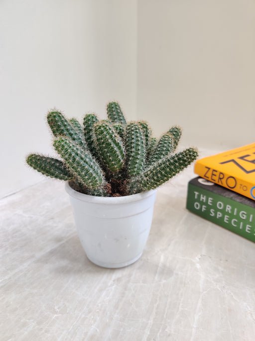 Petite Echinopsis Cactus in White Pot