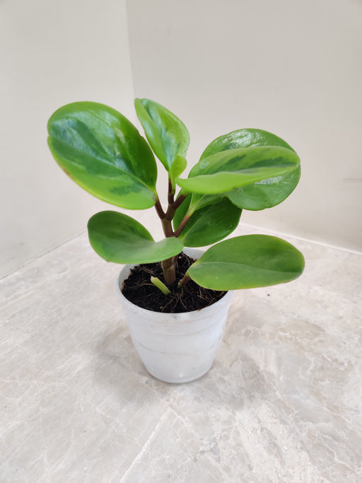 Bright Peperomia 'Lemon Lime' in Small Pot