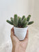 Non-Grafted Cactus for Home Decoration