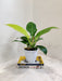 Philodendron Moonshine Bright Foliage