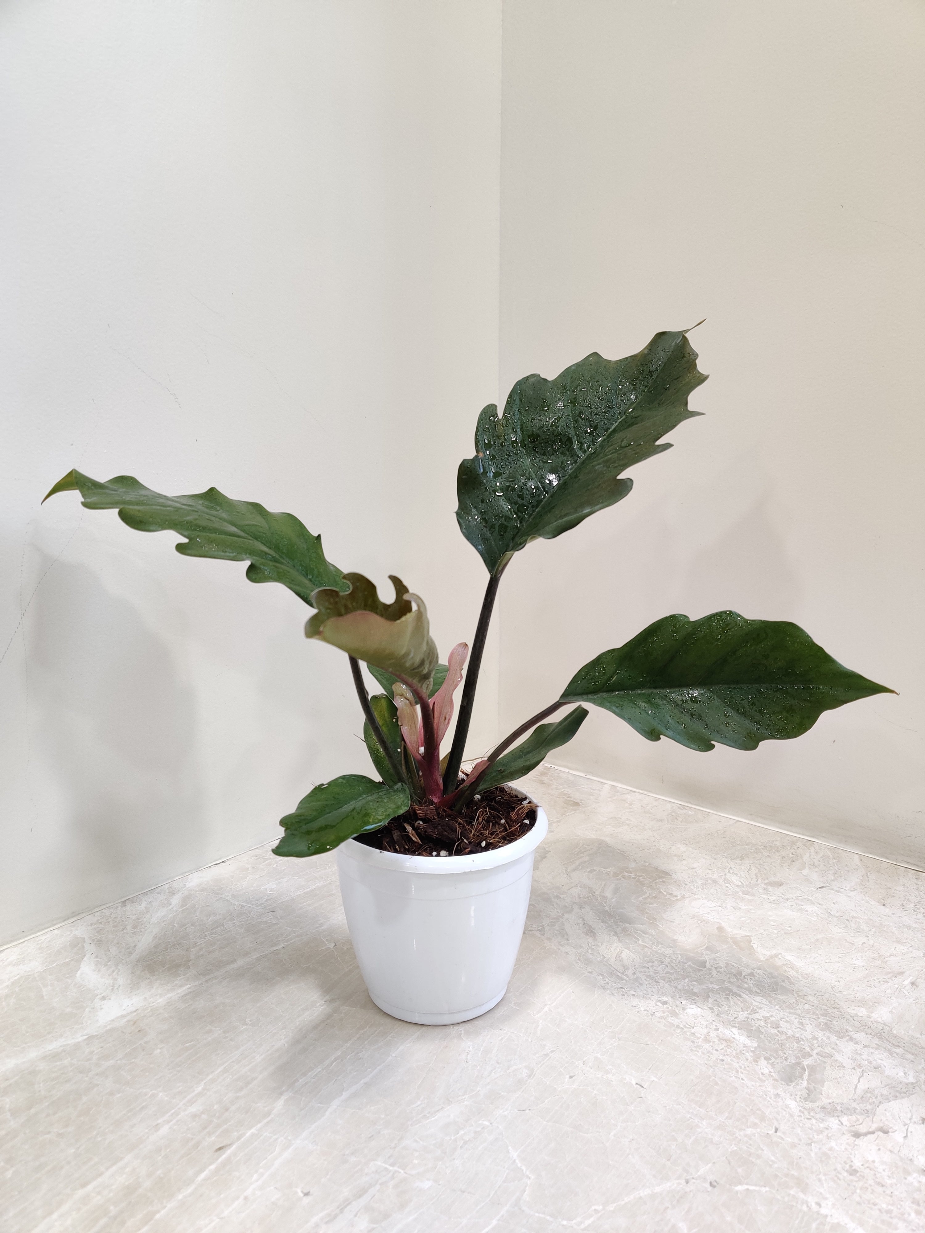 Shop Philodendron Narrow Plant Online at Lowest Price – ChhajedGarden.com