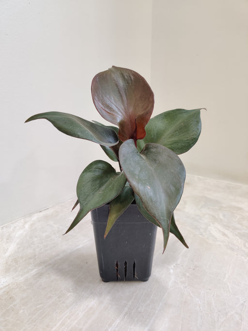 philodendron-red-apple-charm