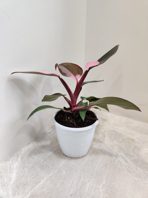 Philodendron Pink Princess in White Pot