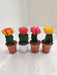 Indoor Moon Cactus Quartet with Colorful Tops