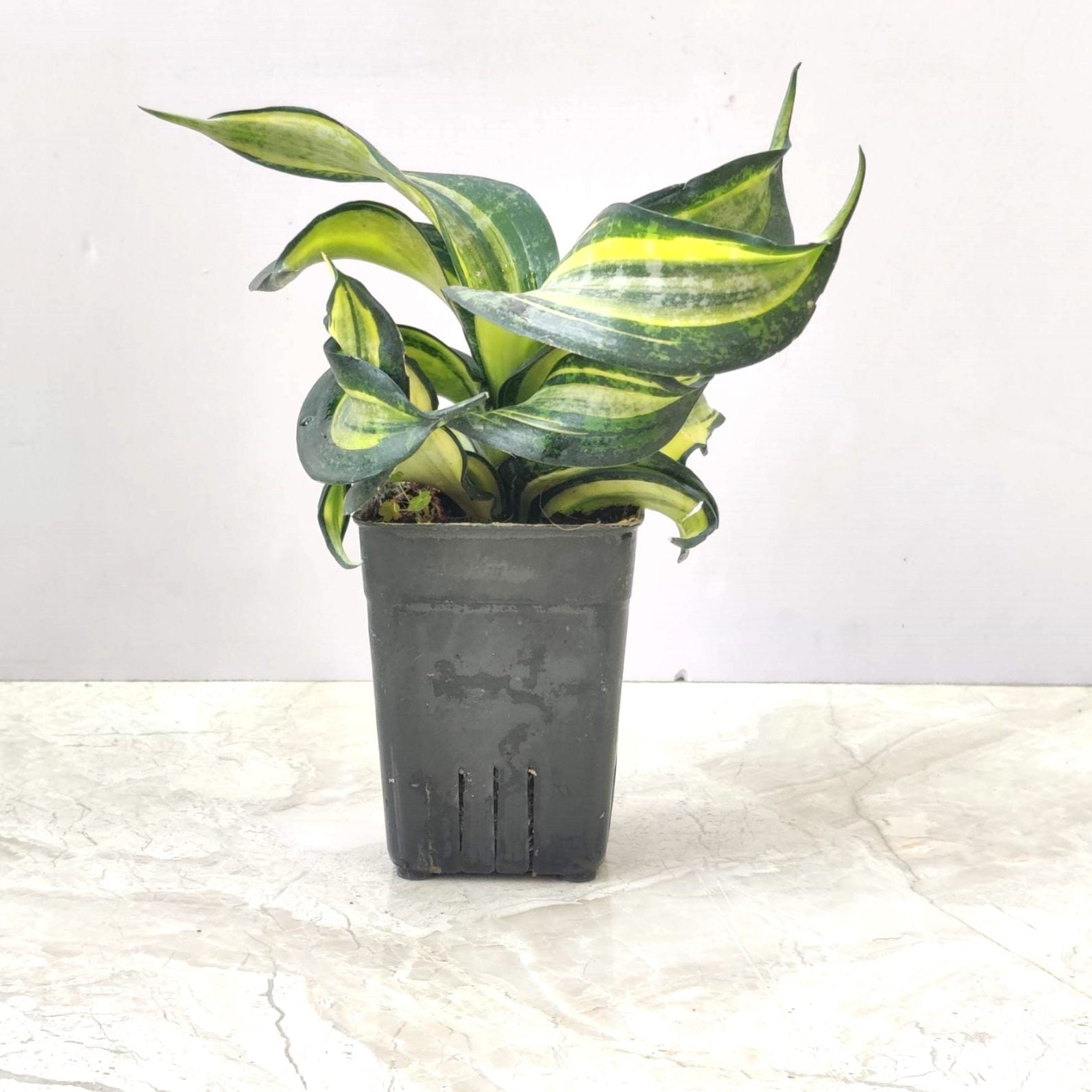 snake plant spiral Sanseveria Swirl Plant