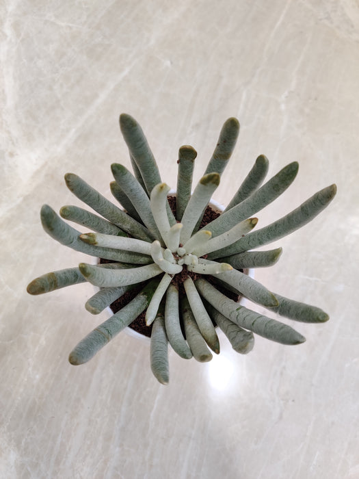 Senecio Scaposus Succulent in White Pot - Healthy Indoor Plant