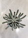 Senecio Scaposus Succulent in White Pot - Healthy Indoor Plant