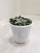 Blue-Prince-indoor-Succulent-Perfect-Home-Greenery