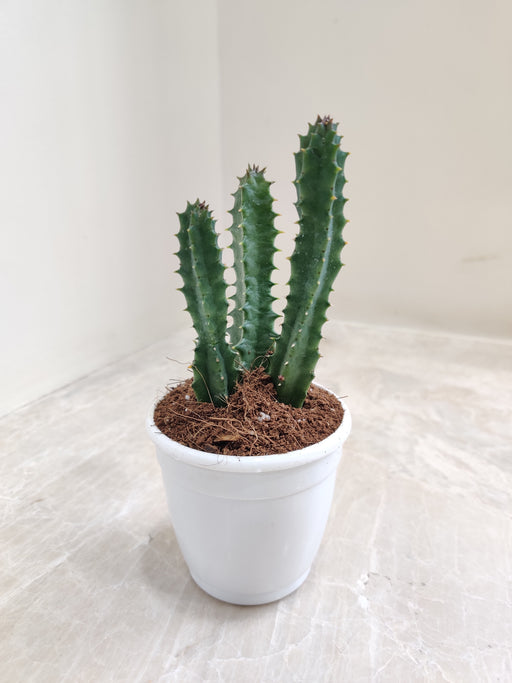 Air Purifying Cactus for Homes