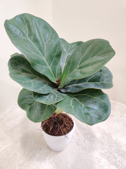 Mini-Ficus-Lyrata-8.5cm-Pot