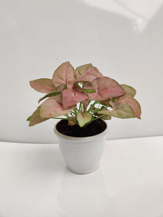 Syngonium Pink Plant - ChhajedGarden.com