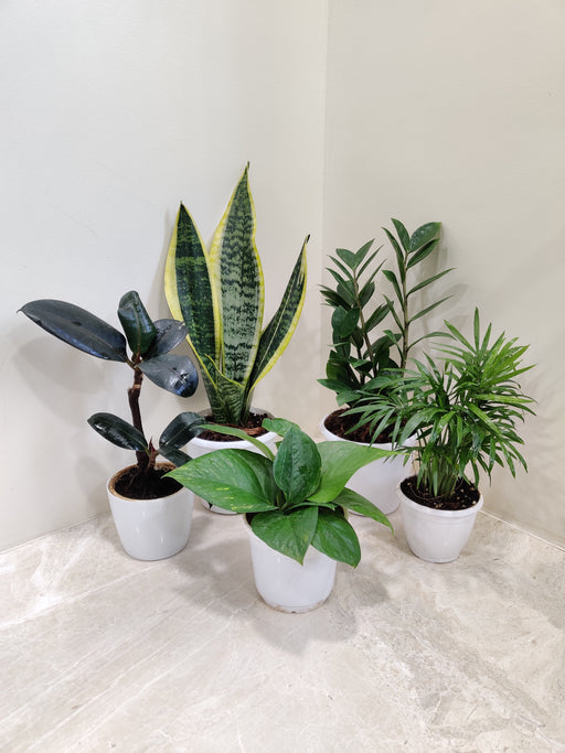 assorted-houseplants-collection-modern-decor-indoor