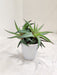 Haworthia-Limifolia-Variegated-potted-succulent