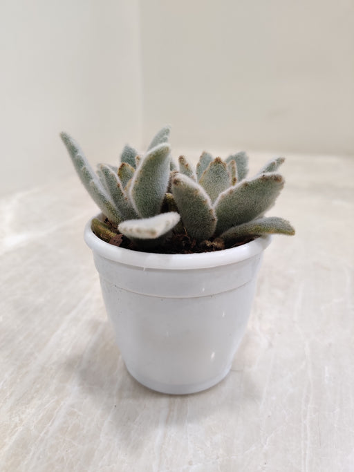 Kalanchoe-tomentosa-Hairy Harry-plant-velvety-texture