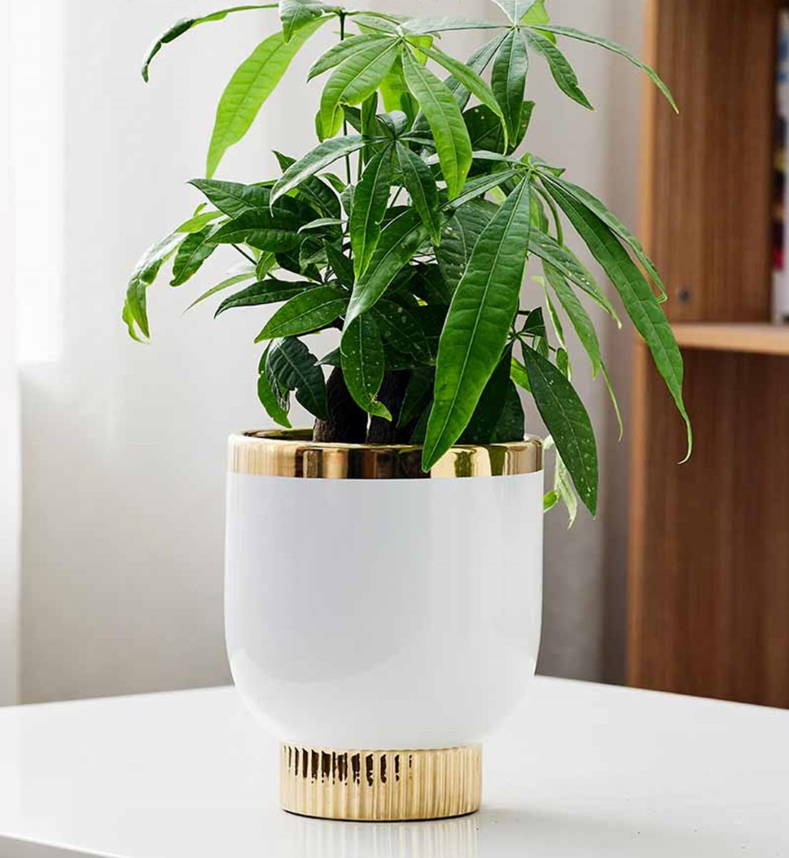 Garden Art White and Golden Indoor Ceramic Flower Pots