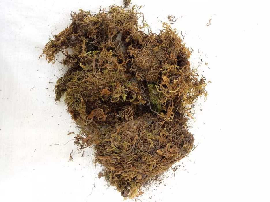 Dried Sphagnum Moss | Sphagnum Peat Moss | ChhajedGarden