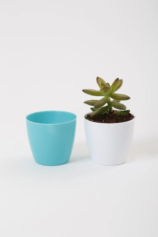 Turquoise Plant Pots | 2.5 Inch Turq Pot | Chhajed Garden