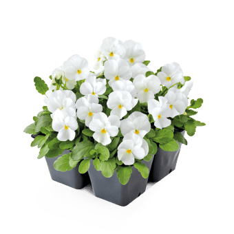 Viola Admire White Flower Seeds - ChhajedGarden.com