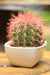 Echinocactus grusonii Painted Non-Grafted Orange Shade Cactus - CGASPL