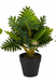 Artificial Diffen Bachia in Pot , Height -1 ft ( Pack of 6 Plants ) - CGASPL