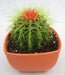 Echinocactus grusonii Painted Non-Grafted Green-Orange Cactus - CGASPL