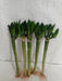 Lotus Bamboo Live Plants 30 cm (3 Sticks) - ChhajedGarden.com