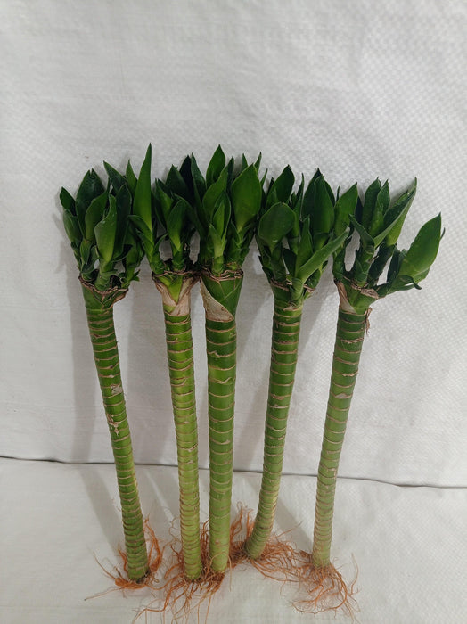 Lotus Bamboo Live Plants 30 cm (6 Sticks) - ChhajedGarden.com