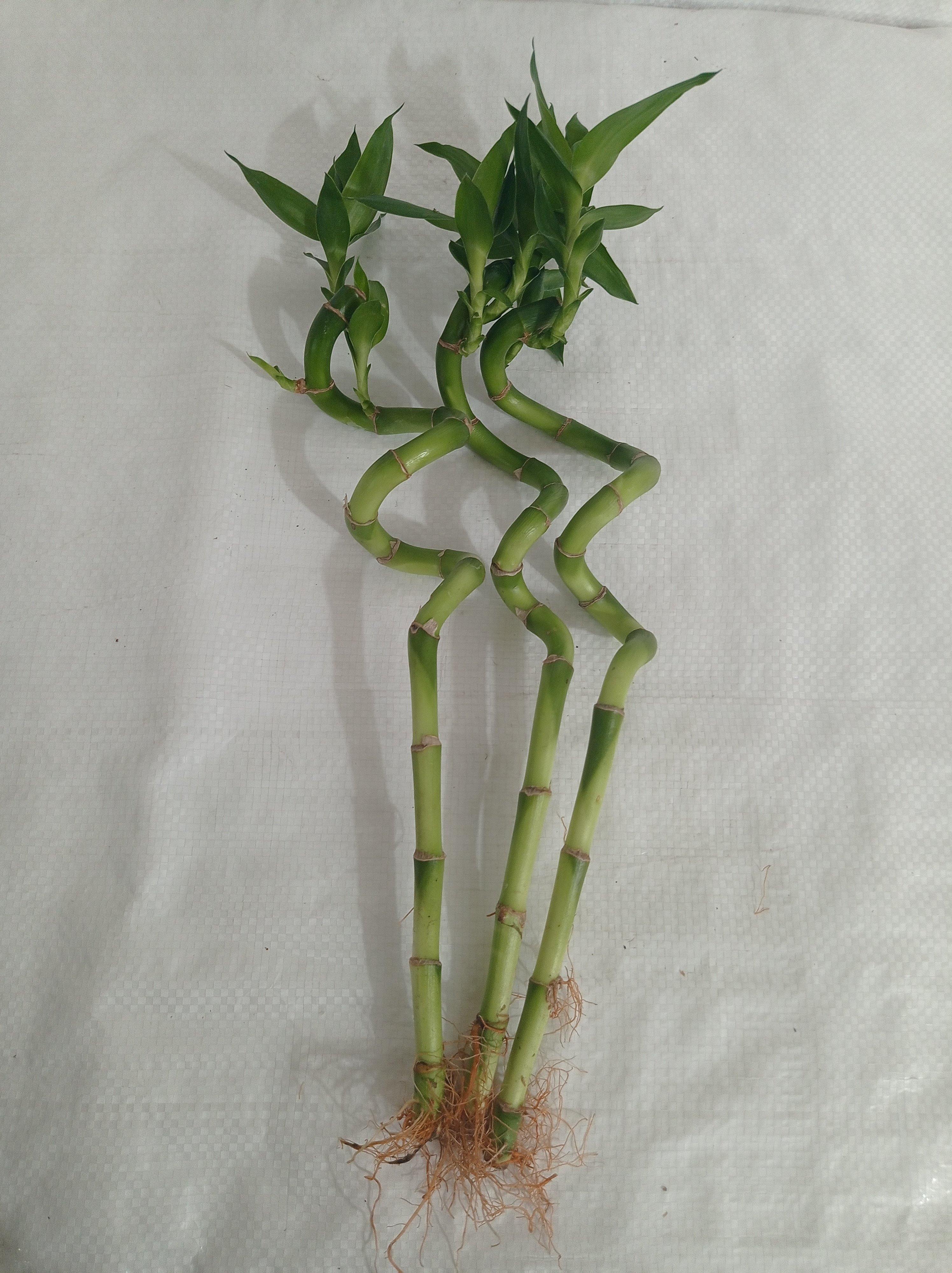 spiral stick lucky bamboo plant Online Shop for 30-40 cm Spiral Stick Lucky Bamboo in India –  ChhajedGarden.com