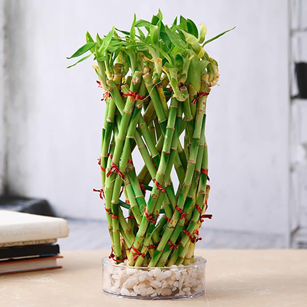 pineapple lucky bamboo Pineapple Basket Lucky Bamboo