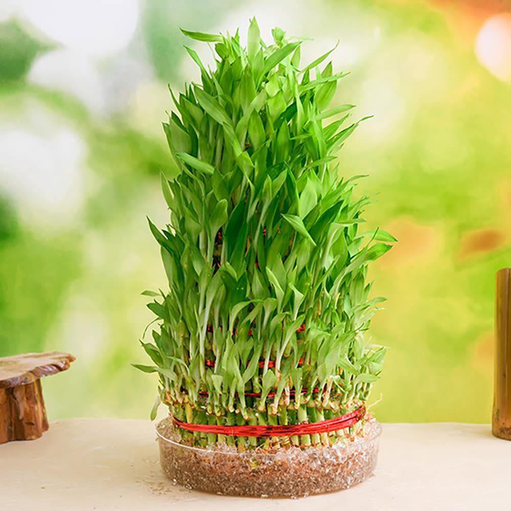 lucky bamboo 9 stalks 9 Layer Lucky Bamboo – ChhajedGarden.com