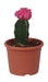 Gymnocalycium Mihanovichii Var.Friedrichii Pink Moon Cactus - CGASPL