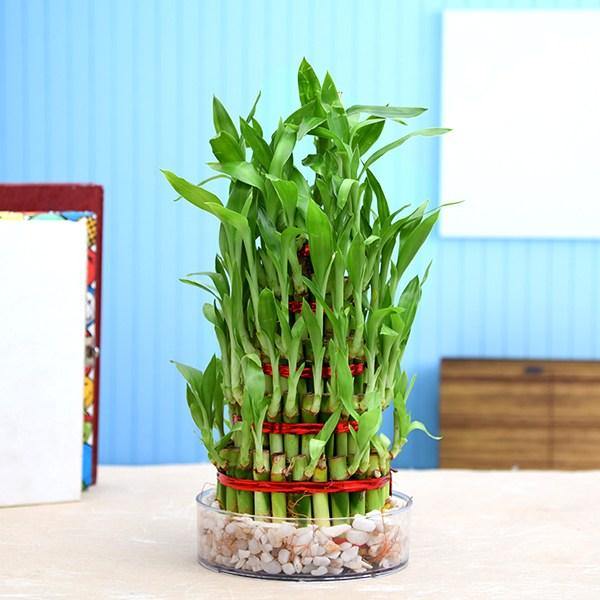 lucky bamboo layers meaning 4 layer lucky bamboo plant in a bowl with pebbles