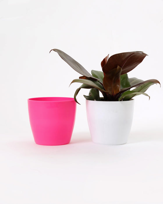 4 Inch Pink Singapore Pot (Pack of 12) - CGASPL