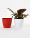 4 Inch Red Singapore Pot (Pack of 12) - CGASPL