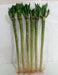 Lotus Bamboo Live Plants 50 cm (12 Sticks) - ChhajedGarden.com