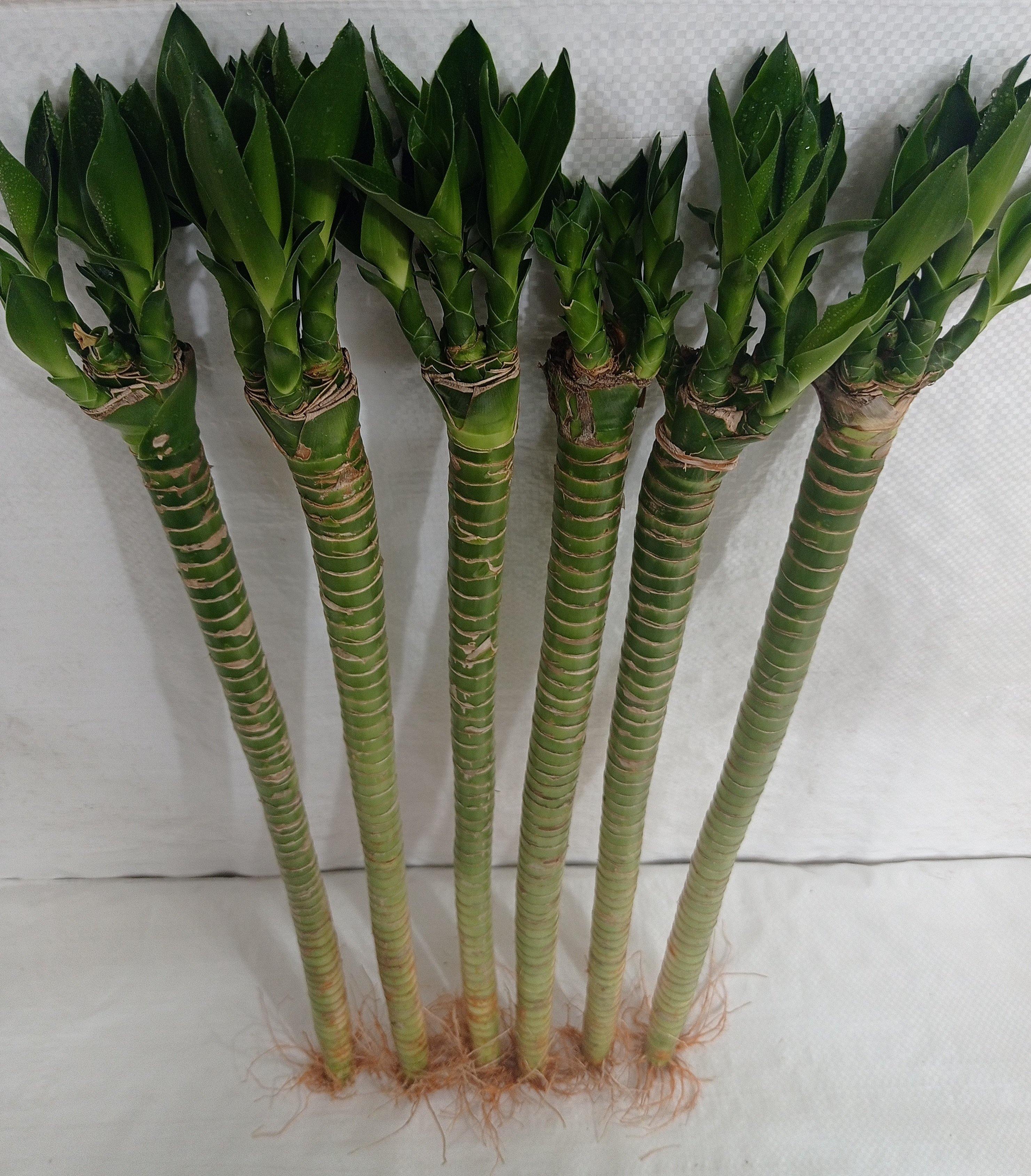 hydra lotus lucky bamboo Lotus Bamboo Live Plants 50 cm (6 Sticks)