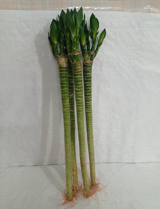 Lotus Bamboo Live Plants 50 cm (12 Sticks) - ChhajedGarden.com