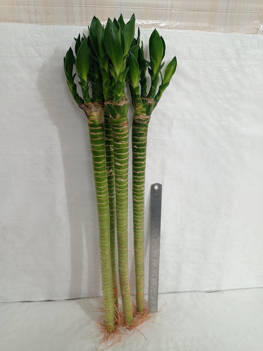 Lotus Bamboo Live Plants 50 cm (3 Sticks) - ChhajedGarden.com